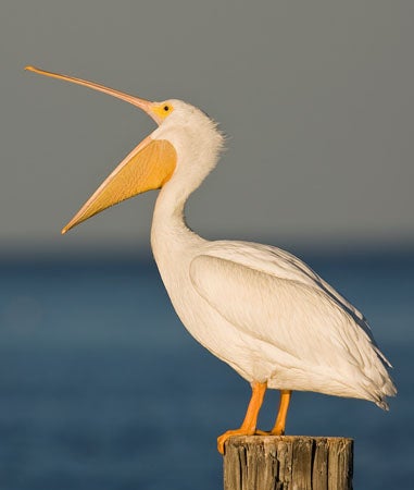 wild republic pelican